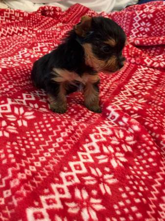 Teacup Yorkie Puppies Available.(607)431-8064 Image eClassifieds4u