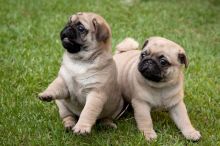 *Edmonton*Fantastic Pug Puppies