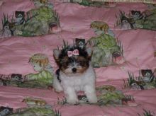 Playfull Yorkie puppies for free adoption