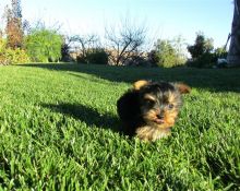 2 Yorkie puppies female call or text (289) 315-1577