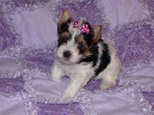 excellent yorkshire terrier pups