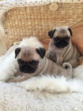 Outstanding Registered pug Puppies Adoption sms at (832) 608-7341