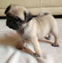 P.u.G Puppies Available NOW sms at (832) 608-7341
