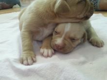 Purebred red-nose pitbull puppies