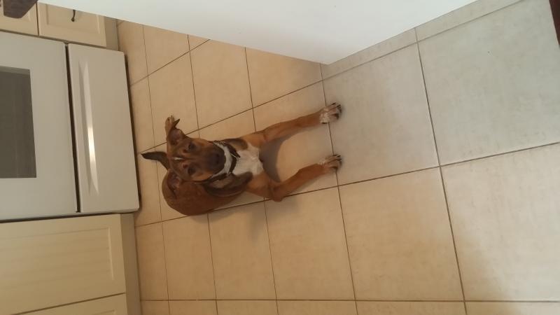 Female dog FREE to good home Image eClassifieds4u