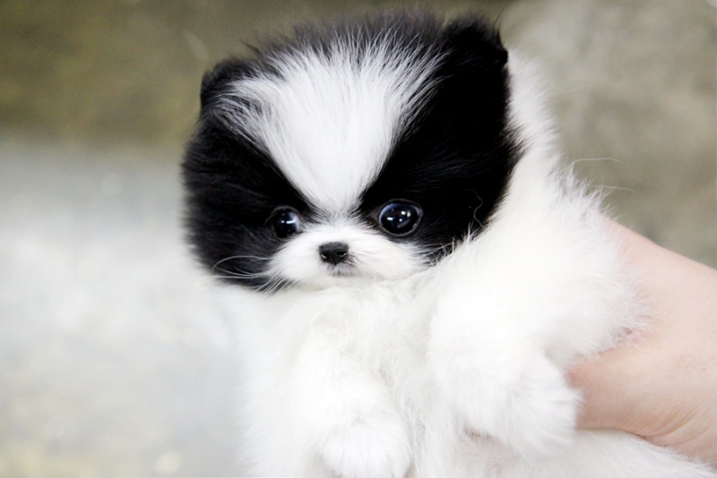 Gorgeous Pomeranian Puppies Available Image eClassifieds4u