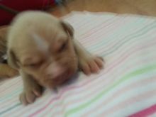 Purebred red-nose pitbull puppies Image eClassifieds4u 3