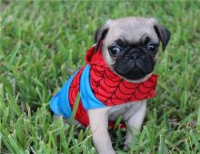 QUALITY MALE AND FEMALE PUG PUPPIES sms at (832) 608-7341 Image eClassifieds4U