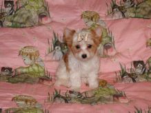 Ready Now!! Beautiful Yorkshire Terriers For Sale Image eClassifieds4U
