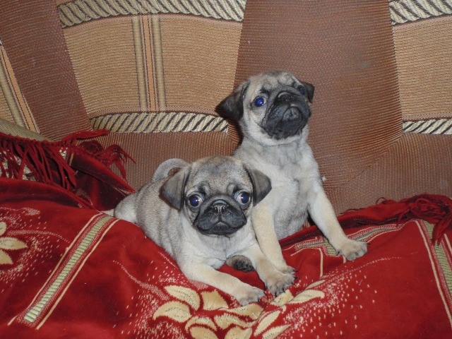 Male and female Pug Puppies ready Image eClassifieds4u