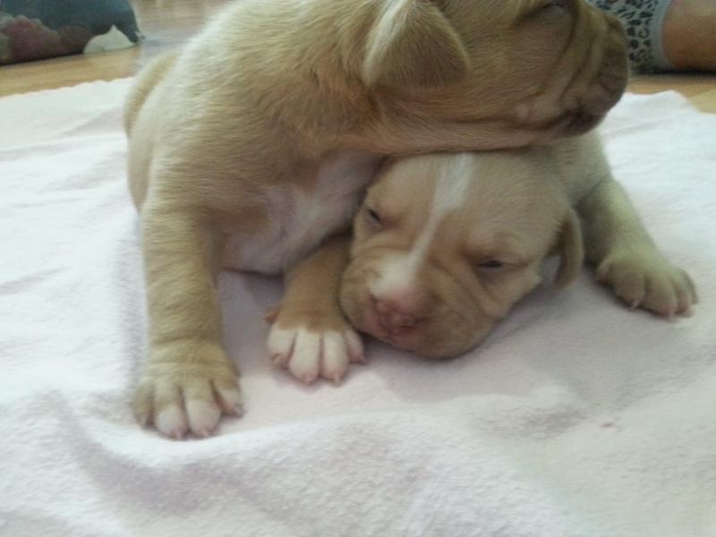 Purebred red-nose pitbull puppies Image eClassifieds4u