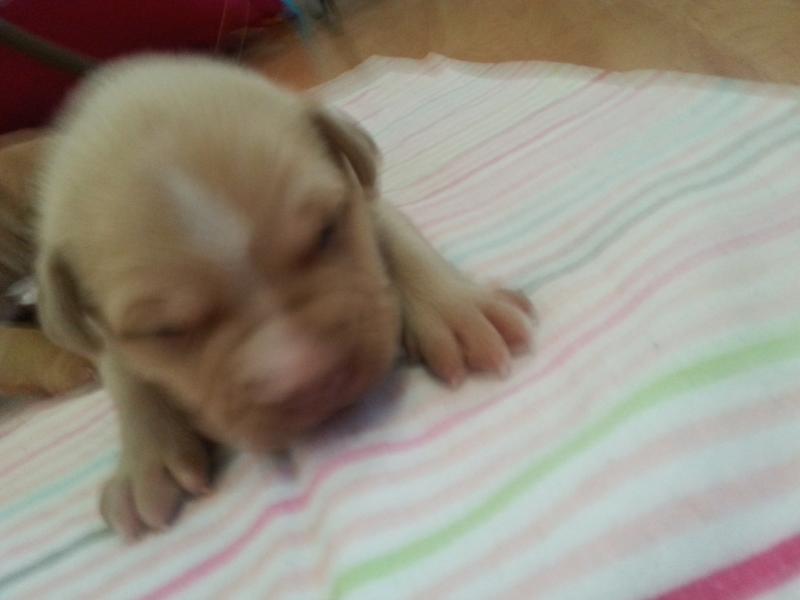 Purebred red-nose pitbull puppies Image eClassifieds4u
