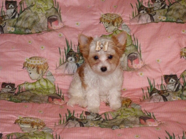 Ready Now!! Beautiful Yorkshire Terriers For Sale Image eClassifieds4u