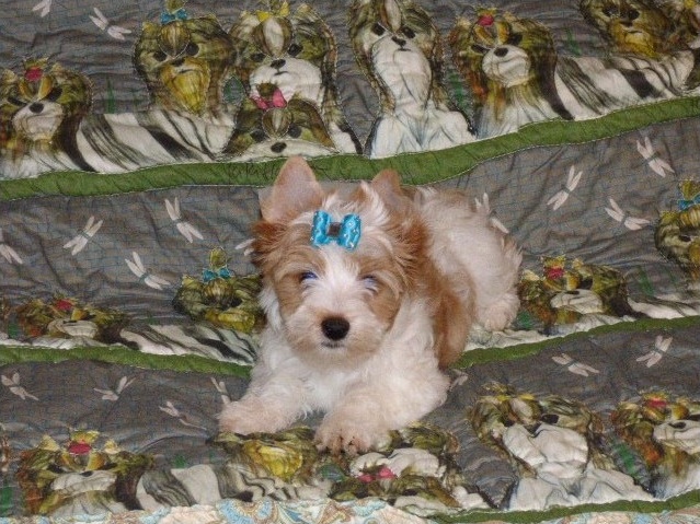 Tiny Tiny Adorable 10 week Teacup purebred Yorkie puppies - Image eClassifieds4u