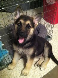 Quality German Shepherd puppies Image eClassifieds4u