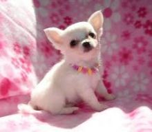 Nice and Healthy chihuahua Puppies Available
