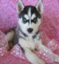 Adventurous and Clever siberian husky puppies for Free