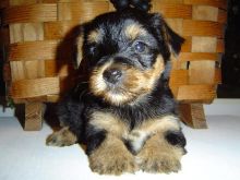 Charming Teacup Yorkie Pups--507 200 8068