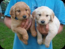 Excellent Golden Retriever Puppies