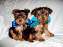 Extra Chaming Teacup Yorkie Puppies For Free Adoption-ve.ronicaazer82.0@gmail.com