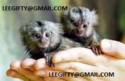 Finger Baby Marmoset Monkeys for adoption-909-296-7704
