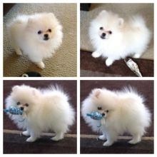 Full breed Pomeranian puppy