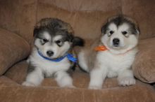 Puppies for sale - Alaskan Malamute/German Shepherd Mix