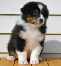 jelly home raised Australian Shepherds