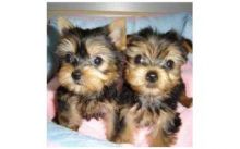 Purebred Tiny Yorkie Puppies-507 200 8068