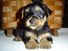 Sweet little Blake Yorkie puppy--507 200 8068