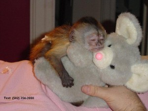 Female Capuchin Monkey Image eClassifieds4u