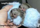 Healthy Finger Baby Marmoset Monkeys for adoption-909-296-7704 Image eClassifieds4u