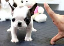 AKC Quality French Bulldog Puppy For Rehoming Image eClassifieds4U