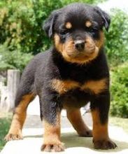 Male and female Rottweiler puppies for pet lovers. Image eClassifieds4U