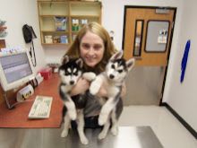 Beautiful Siberian Husky Puppies--ver.onicaazer82.0@gmail.com Image eClassifieds4U