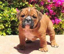 Charming English Bulldog Puppies Waiting To Go NOW Image eClassifieds4u 2