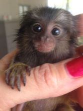 finger tip male and female marmusets Image eClassifieds4u 2