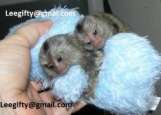 Healthy Finger Baby Marmoset Monkeys for adoption-909-296-7704 Image eClassifieds4U