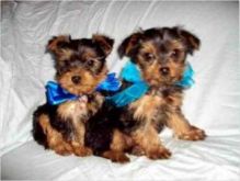Two Cute Teacup Yorkie Pups-ve.ronicaazer82.0@gmail.com Image eClassifieds4U