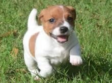 Beautiful True Black/White Jack Russel Male -\ Image eClassifieds4U