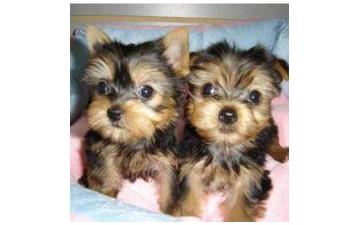 Purebred Tiny Yorkie Puppies-507 200 8068 Image eClassifieds4u
