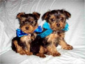 Two Cute Teacup Yorkie Pups-ve.ronicaazer82.0@gmail.com Image eClassifieds4u