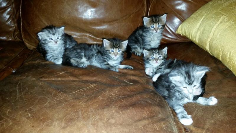 Lovely quality Maine kittens are available to new homes Image eClassifieds4u