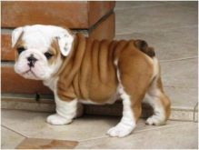 Adorable male and female English bulldog puppies ready now.