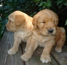 Attractive Golden Retriever Puppies