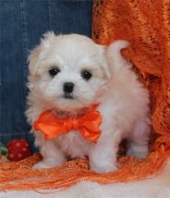 bichon Maltese Puppies Available