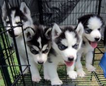 Cute Siberian Husky Puppis