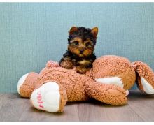 male and female yorkshire jelly for sale