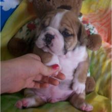 Marvelous English Bulldog Puppies