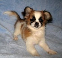 Super Special Papillon puppies for you